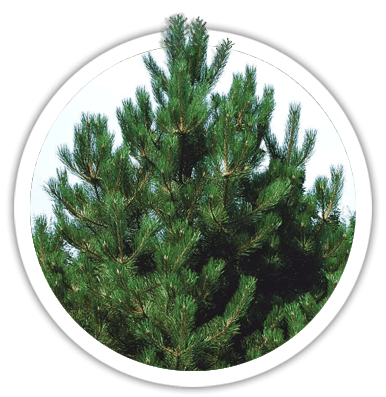 Сосна чорная / австрийская Pinus nigra / austriaca